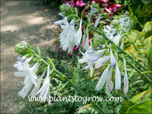 Hosta Guacamole (Hosta)